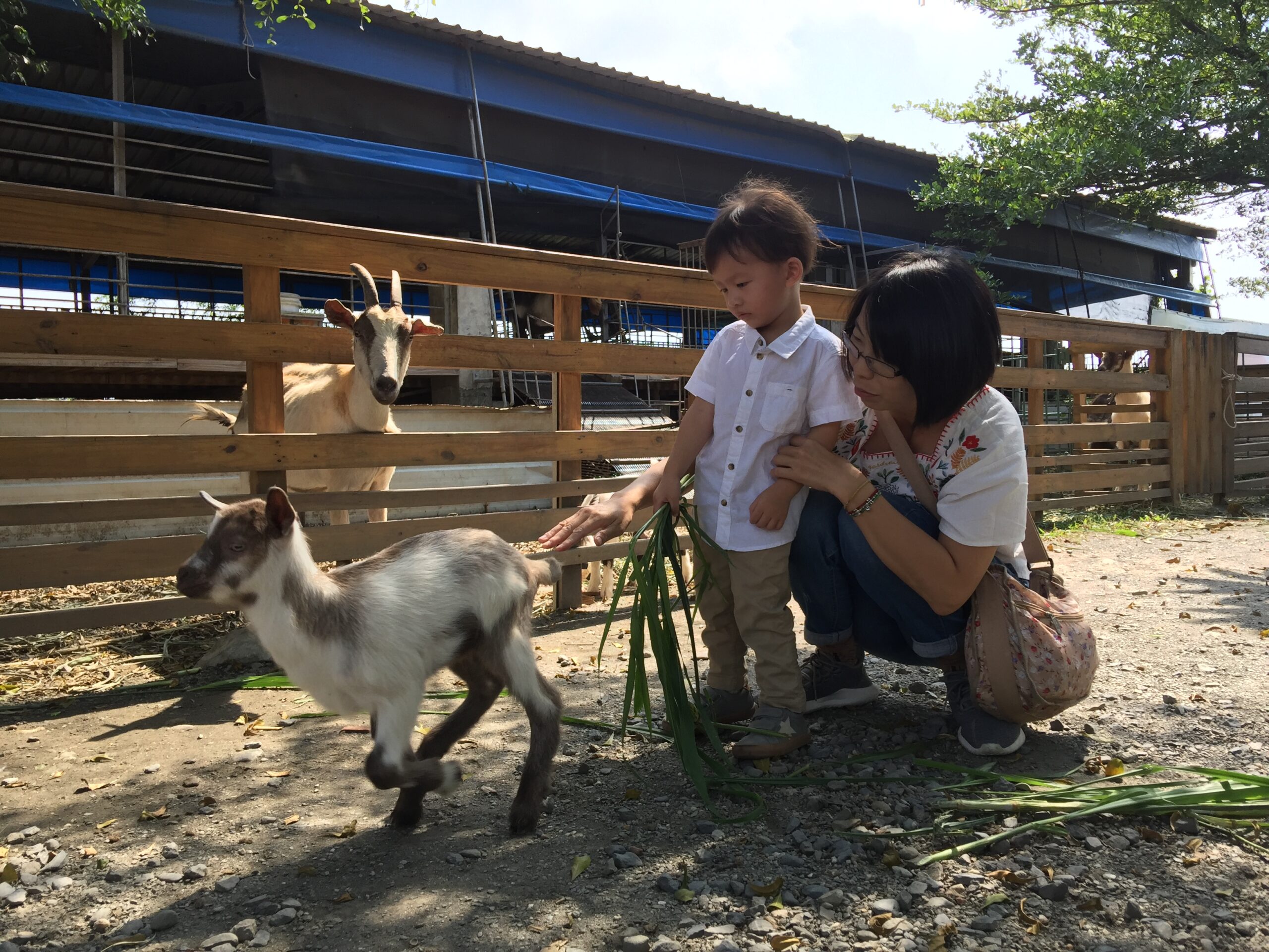 ฟาร์มเพื่อการพักผ่อน จางหยวน เซ็นจูรี่(中原世紀休閒農場 ) | Gogo-TaiwanFarm