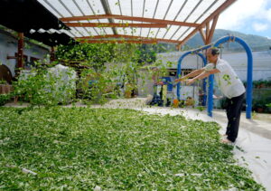 ไร่ชาเทียนซินแห่งภูเขาชื่อเคอ (赤科山天心茶莊)