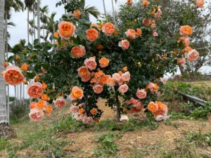 สวนกุหลาบหมู่บ้านแมว(貓仔村玫瑰園)